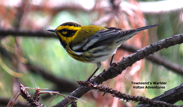 towsend warbler 