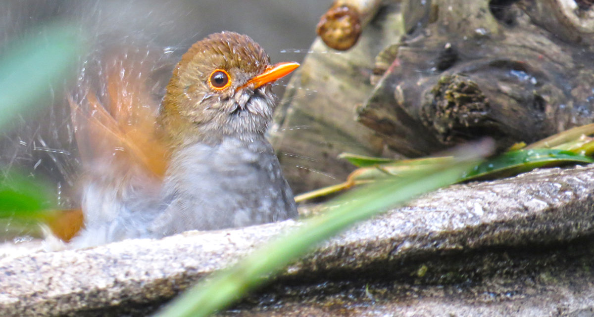 Orange-billed-Nightingale-Thrush-1